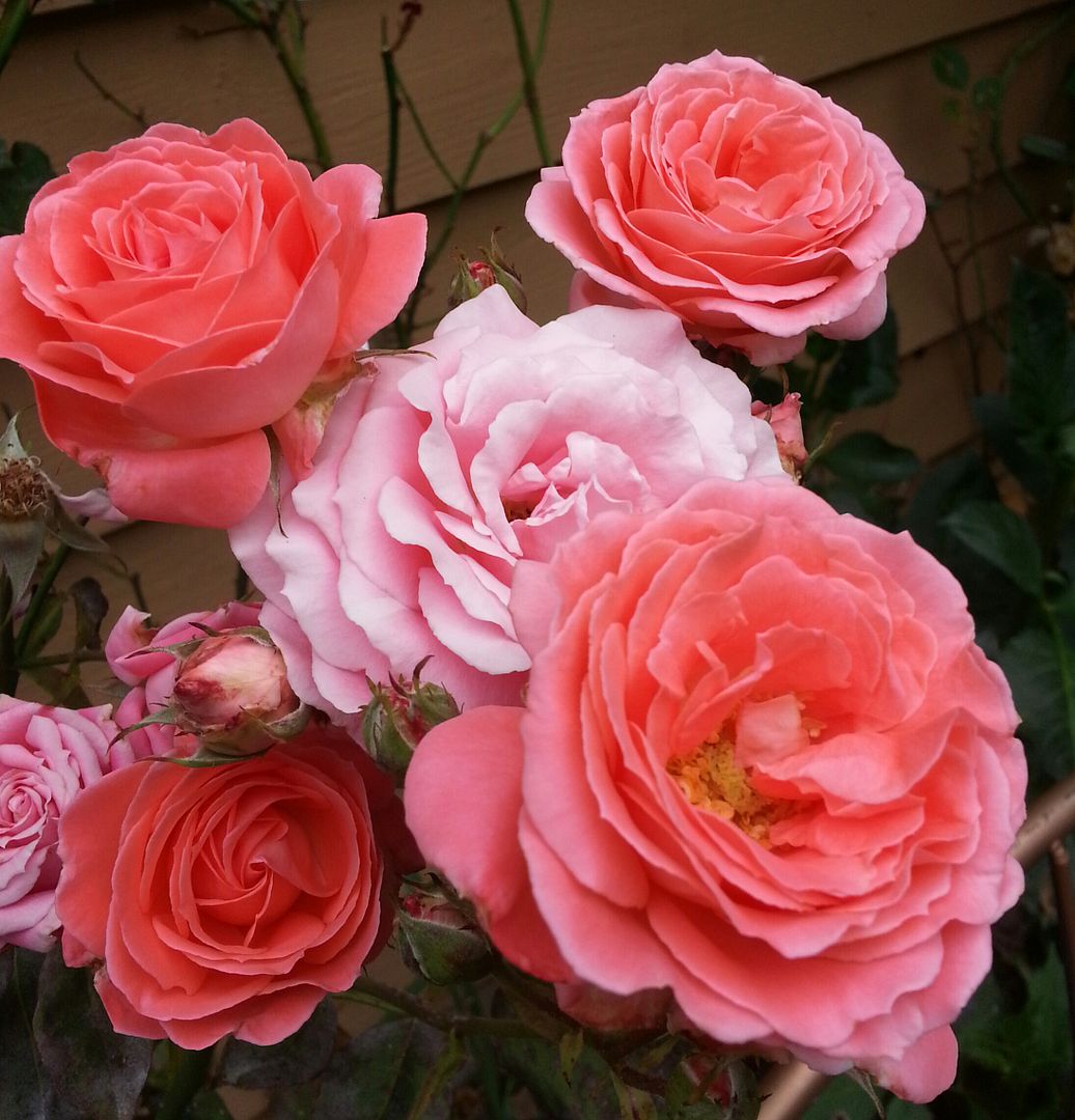  photo 20140707_111825-1_zpsi9uynrfs.jpg